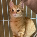 やんちゃで隠れ甘えん坊のエノキ君