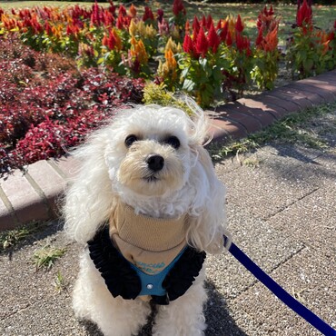 シェリーの写真