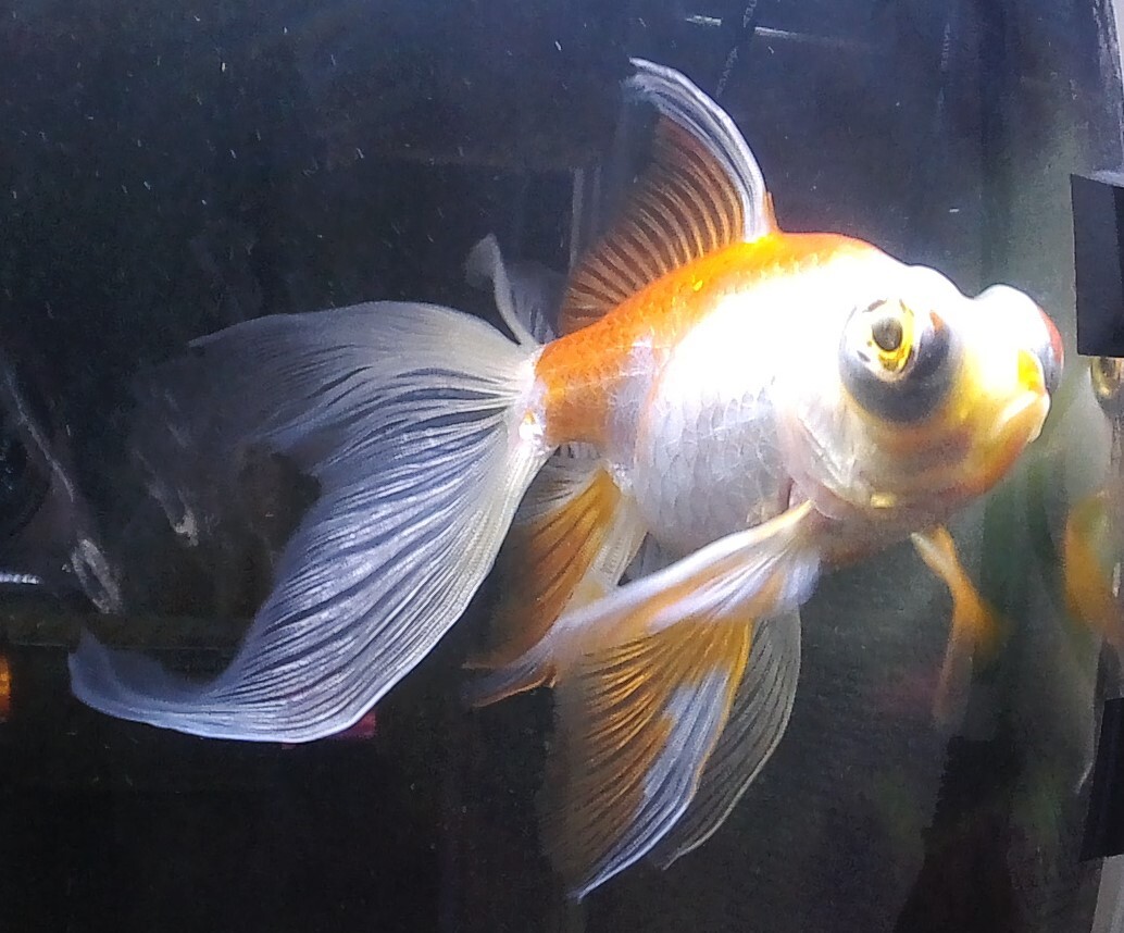 金魚貰って下さい 土佐 大阪府 熱帯魚 観賞魚の里親募集 ペットのおうち 月間利用者150万人