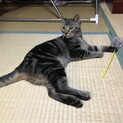 緊急里親募集中！