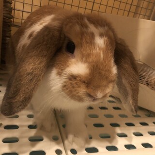 ロップイヤー　7ヶ月　男の子　　です(^ ^)