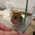 ゴールデンハムスターの里親さん探しています！