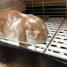 もにゅら