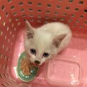 保護猫☆真っ白☆青い目☆甘えん坊の仔猫