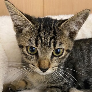 淡路っこ♪お銀ちゃん♪里親絶賛募集中！