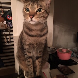 人っ懐っこい大人しいキジトラ猫兄弟　カツオくん