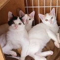 可愛い3兄妹