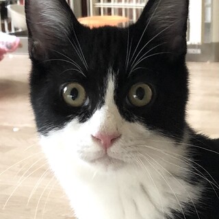 元気いっぱい人馴れバツグン　マーキュリー君