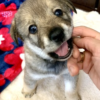 里親さま決まりました☆