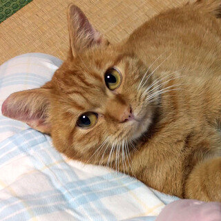 甘えんboy 茶トラ男の子1歳