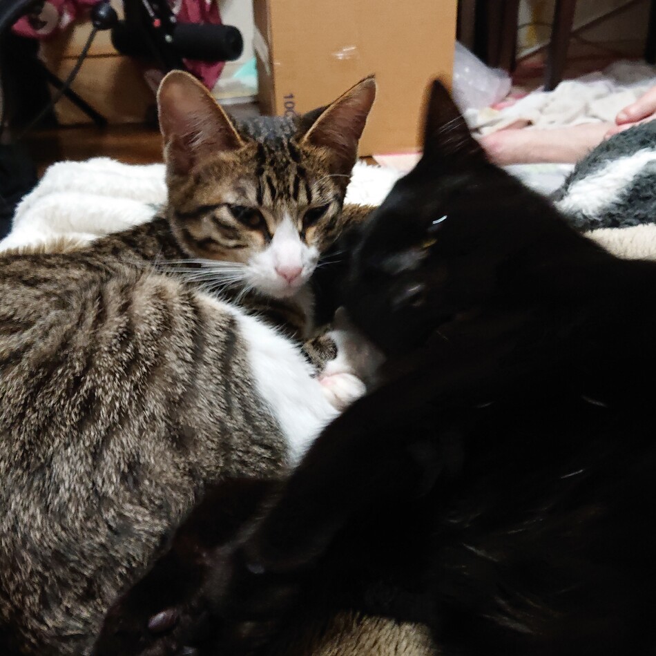 ノアのカバー写真