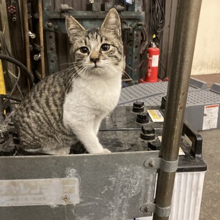 素敵な里親さん募集！