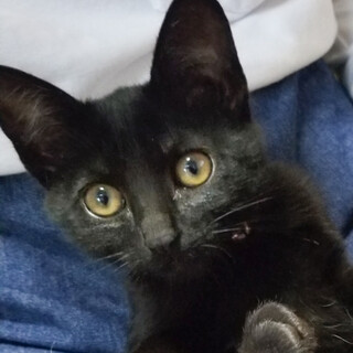募集停止　お膝大好きゴロゴロ黒猫女子