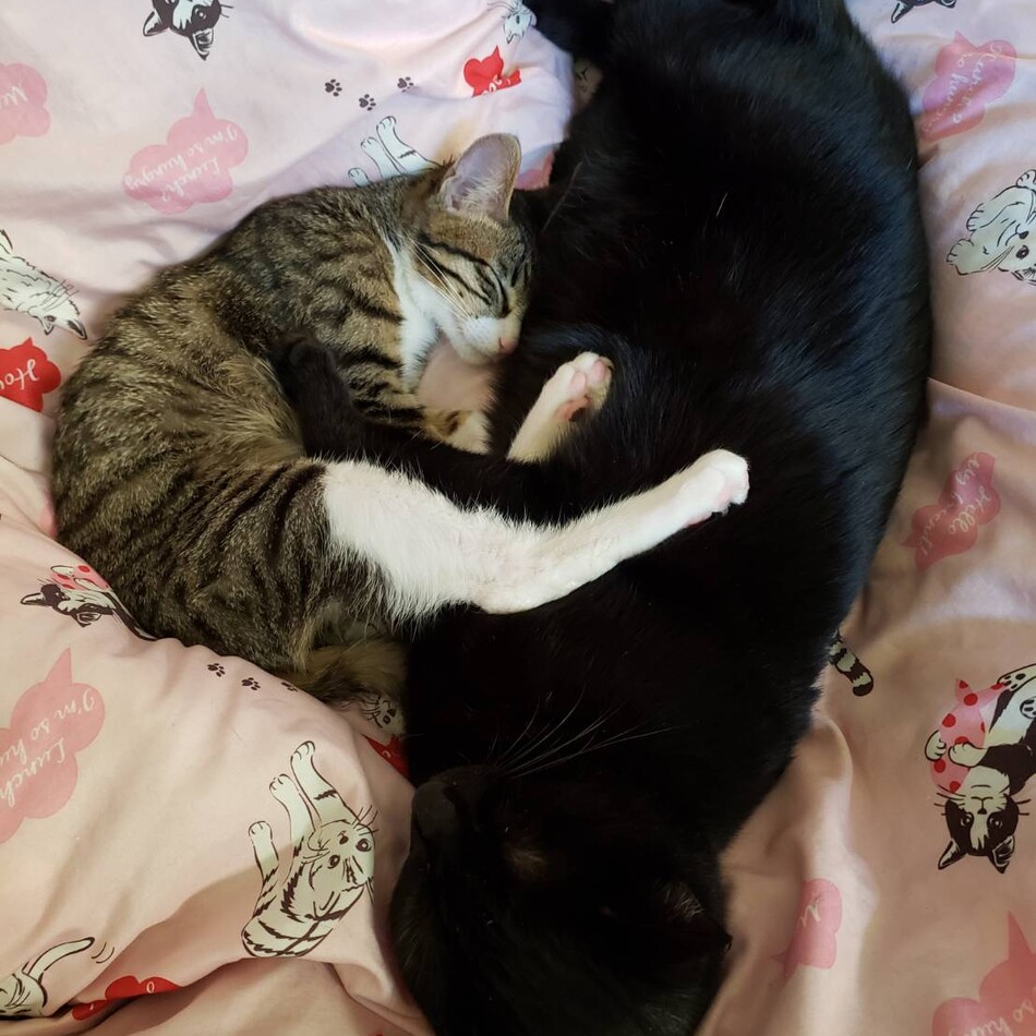 ネルのカバー写真