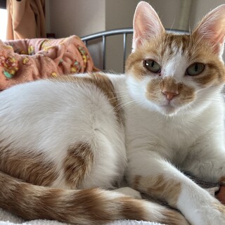 猫との社交性あり。オス猫が好きです。明るく良い子。