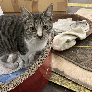 おてんばな女の子！　　里親さん募集