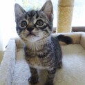 里親さん決定しました！ありがとうございます！