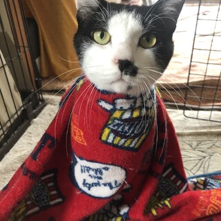 虐待と大病を乗り越えた子です。幸せになりたい！