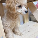 ポメラニアン×トイプードル　ミックス犬　5ヶ月 