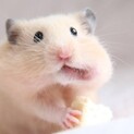 テスト用