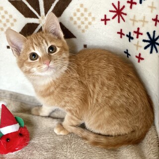 【募集一時停止中】とら君