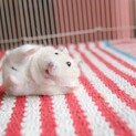 【公式】定期チェック中。応募しないでください。