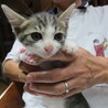 激かわ6兄妹・キキちゃん、2匹一緒に、医療済 サムネイル4