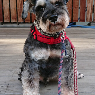 Mシュナウザー♂ジャンボ　推定6～7歳