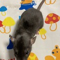 ファンシーラットメス10月5日生まれ③