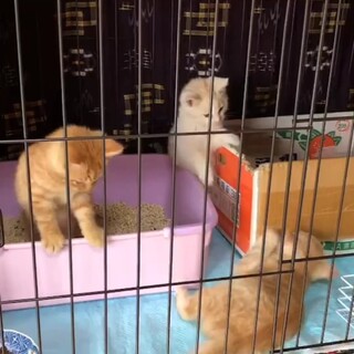 もふもふ茶トラ兄妹☆