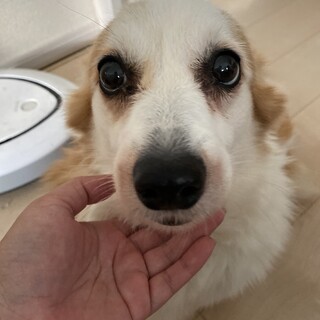 コーギー 女の子 推定年齢9才