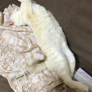 やったね！これでチャムと一緒に遊べるぜ！な！チャム、飛んで来いよな！つゆより