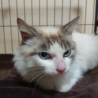 もうすぐリリース！◇もんじゃくん◇