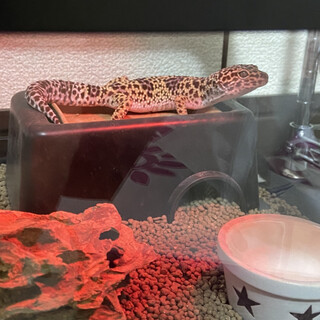 レオパ3匹の里親決定しましたありがとうございます