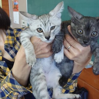 仲良し兄妹☆２匹一緒に