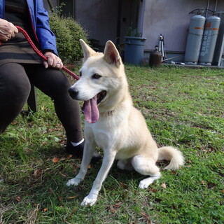 たいく君の家族になってください