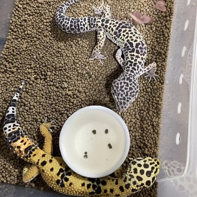りりいぬのカバー写真