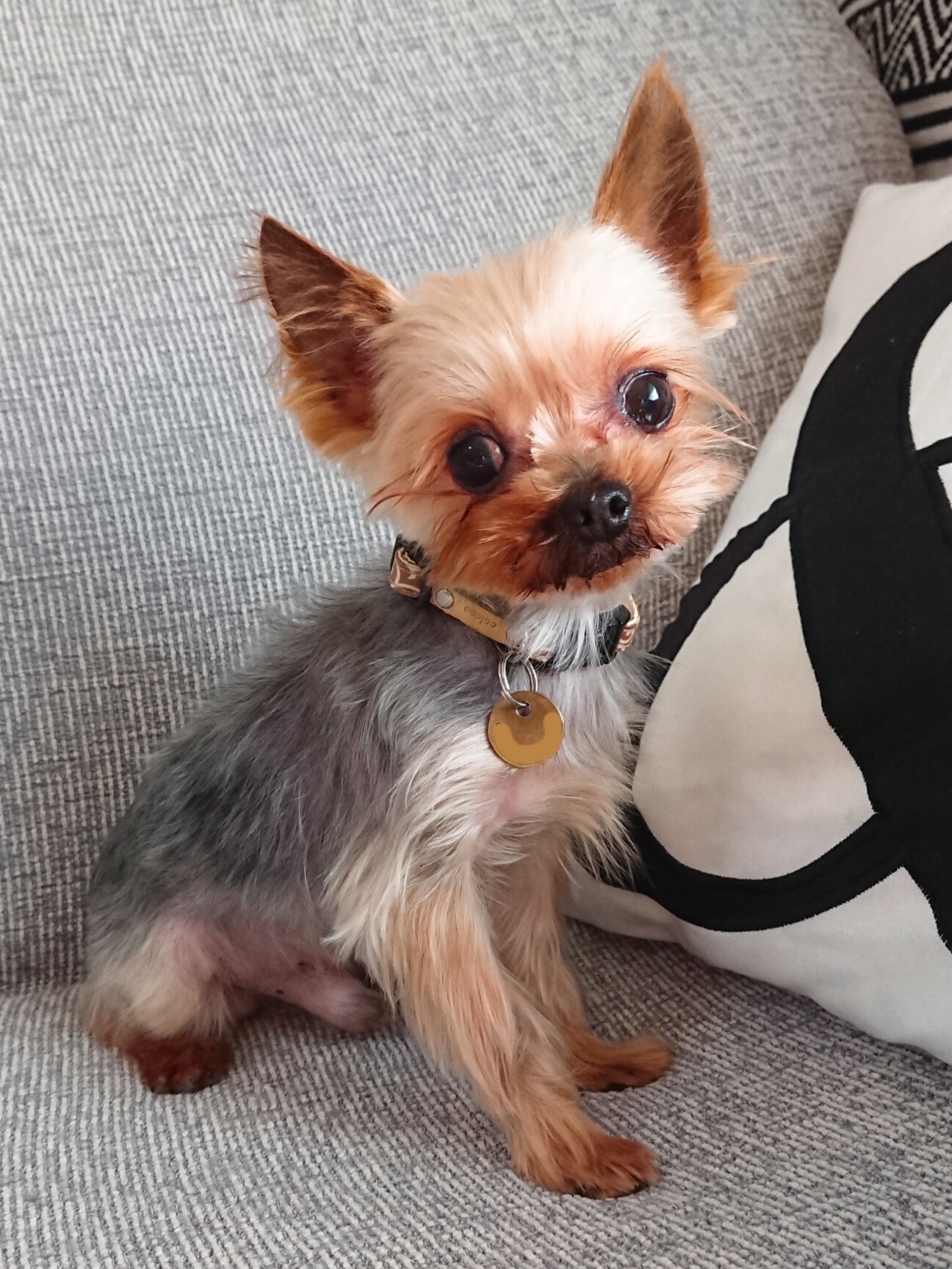 怖がりだけど甘えたいヨー」東京都 - 犬の里親募集(342601) 1枚目の