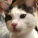 保護猫 人懐っこい子猫です 3ヶ月