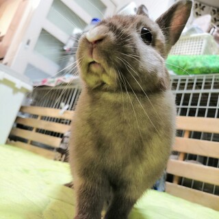 保護うさぎ：つくしちゃん［かくれんぼーず］