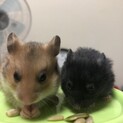 ゴールデンハムスター1ヶ月、里親募集