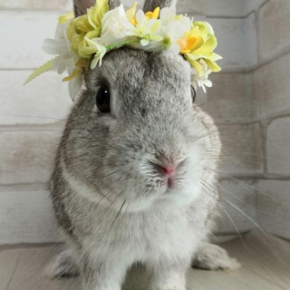 保護うさぎ：チロリくん［かくれんぼーず］