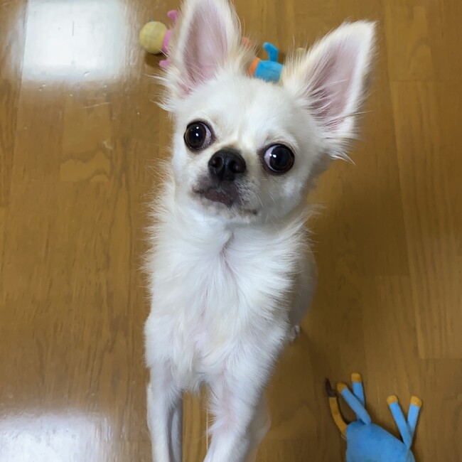 かおり＆悠のカバー写真