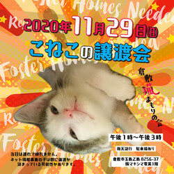 子猫の譲渡会