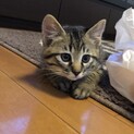 洋猫風ふわふわ君