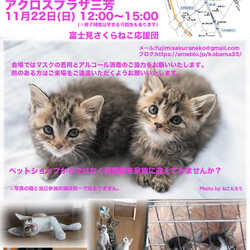 アクロスプラザ三芳店猫の里親会