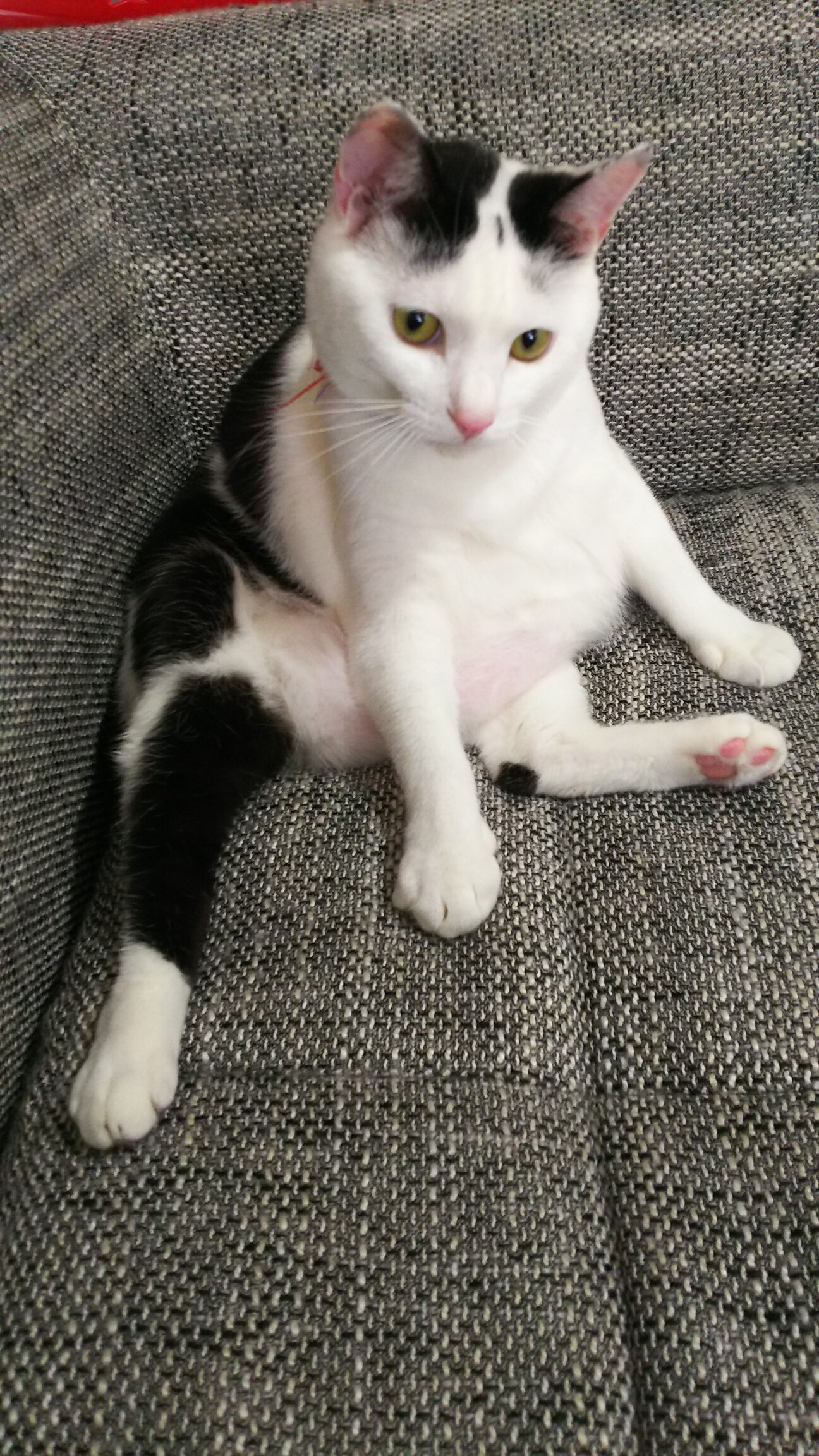 甘えん坊のぽっちゃり猫 静岡県 猫の里親募集 ペットのおうち 月間利用者150万人