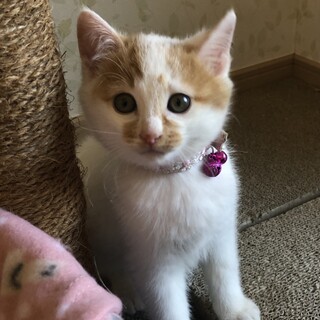 ２ヶ月半位　コロコロ体型が可愛い　もこくん