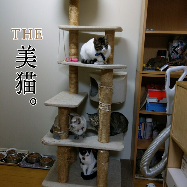 濃姫@のカバー写真