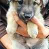 周南犬4兄弟　たっちゃん　ビビりでも人なつこい子。 サムネイル2